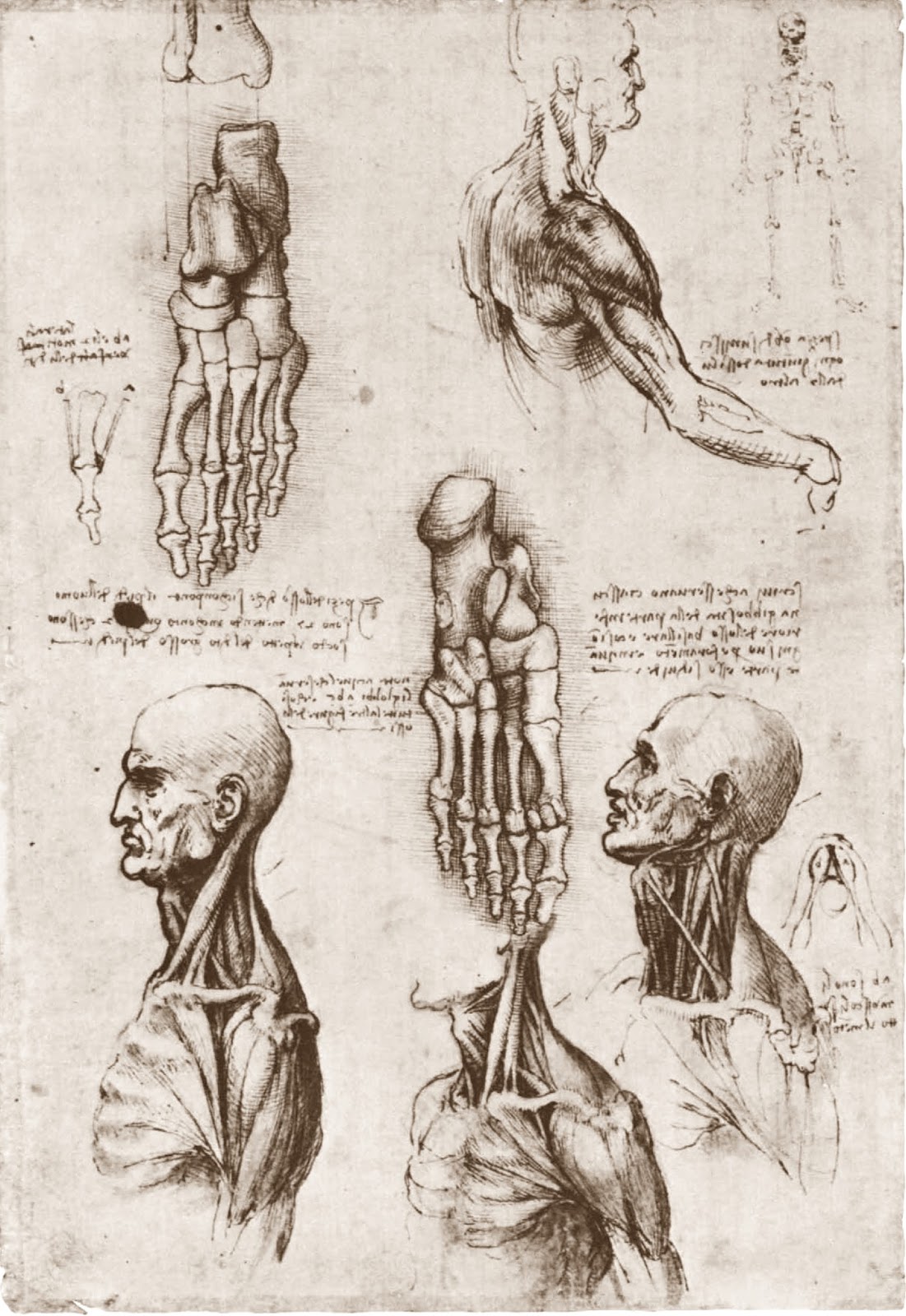 Leonardo+da+Vinci-1452-1519 (798).jpg